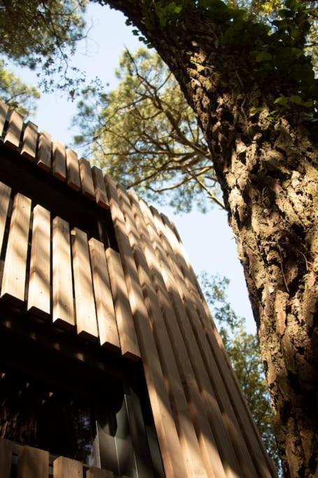 Vaimiti, Cabane Cosy Sous Les Pins サン・ブルヴァン・レ・パン エクステリア 写真